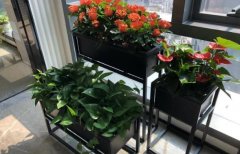 綠植租擺常見(jiàn)病蟲及其民間治理土方法