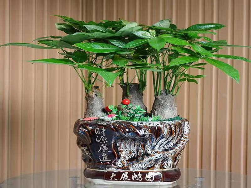 發(fā)財(cái)樹(shù)盆景