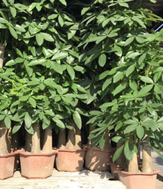 步步高發(fā)財樹苗圃