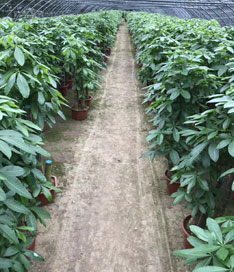 發(fā)財樹苗圃