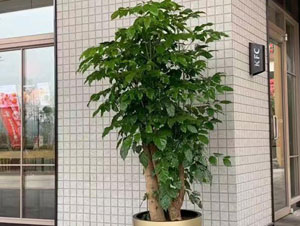 室內某廠區(qū)大型榕樹租賃案例