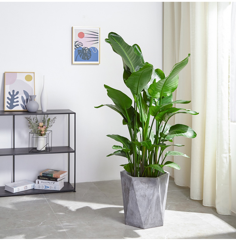 室內(nèi)養(yǎng)什么植物最好，有什么需要注意的地方