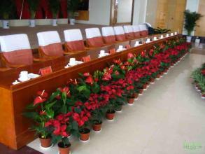 北京會(huì)場花卉綠植擺放布置