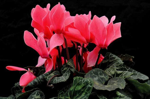 仙客來的維護方法都有哪些？