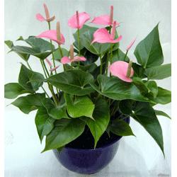 發(fā)財樹落葉的原因都有哪些？