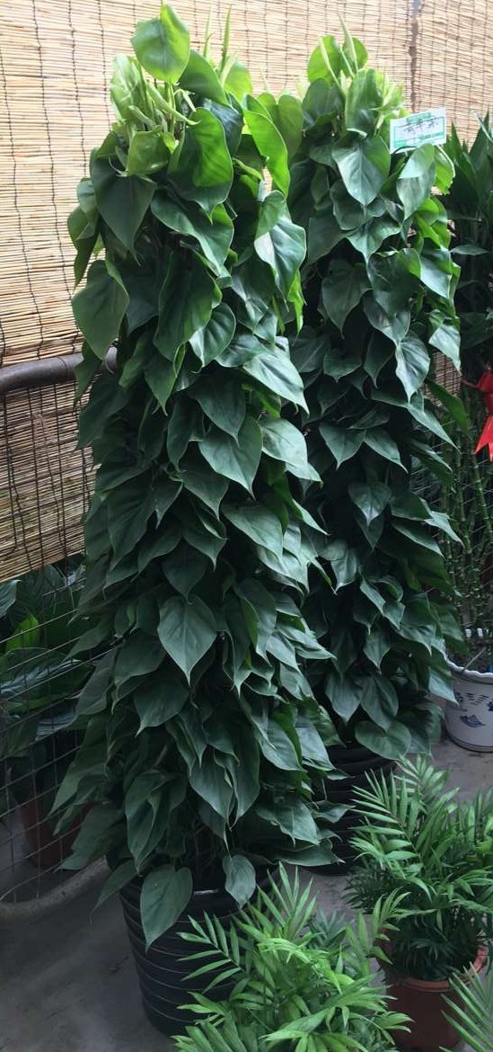 北京喜蔭花卉盆栽養(yǎng)護方法有哪些？