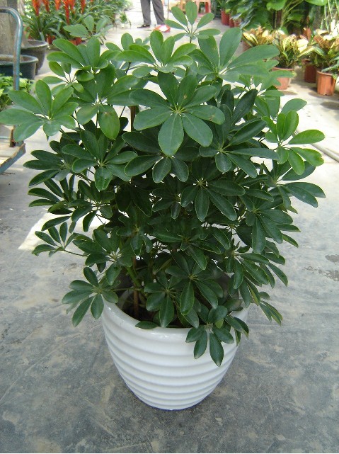 北京花卉租擺公司主要是北京地區(qū)的那些客戶租花？