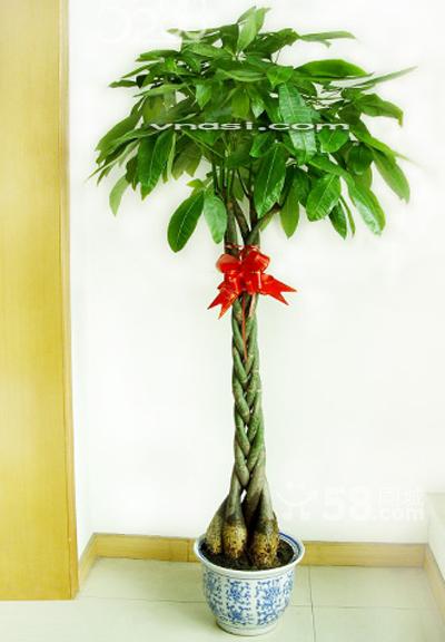 北京喜陰的盆栽有什么，喜陰的盆栽都有哪些？北京花卉租擺公司推薦