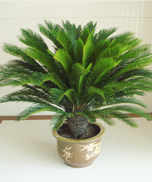 園林綠植花卉學有哪些基礎(chǔ)知識世紀匯通園藝