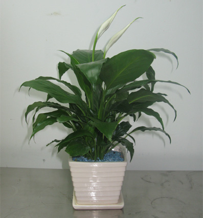 北京綠植租賃公司必須知道的花卉知識(shí)點(diǎn)簡(jiǎn)述有哪些？