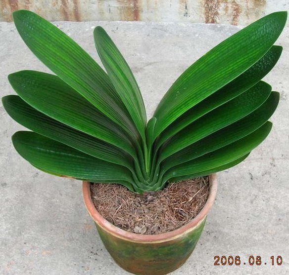 北京花卉銷(xiāo)售公司養(yǎng)護(hù)知識(shí)：居室養(yǎng)花“三宜”