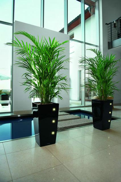 鐵樹(shù)的培育方法都有哪些？