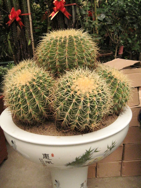 室內(nèi)花卉租擺應該精心挑選，以保護健康