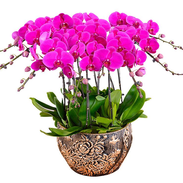 室內(nèi)養(yǎng)什么花最好，有什么需要注意的地方