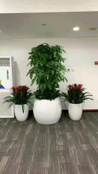 花卉何時換盆，該如何正確判斷？應(yīng)注意哪些細(xì)節(jié)  北京花卉綠植租擺公司