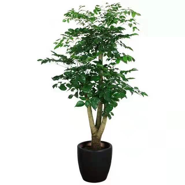 冬季適合水插以下花卉，只要做到以下幾點，生長迅速很好 北京花卉租擺公司