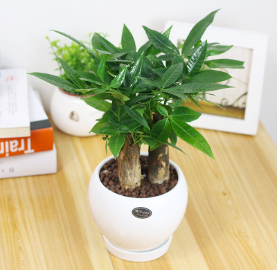 適合放辦公室的植物，辦公室放什么植物好?