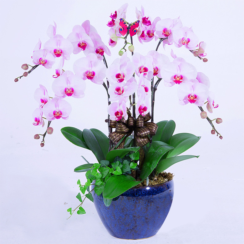 辦公室適宜擺放什么花卉綠植？