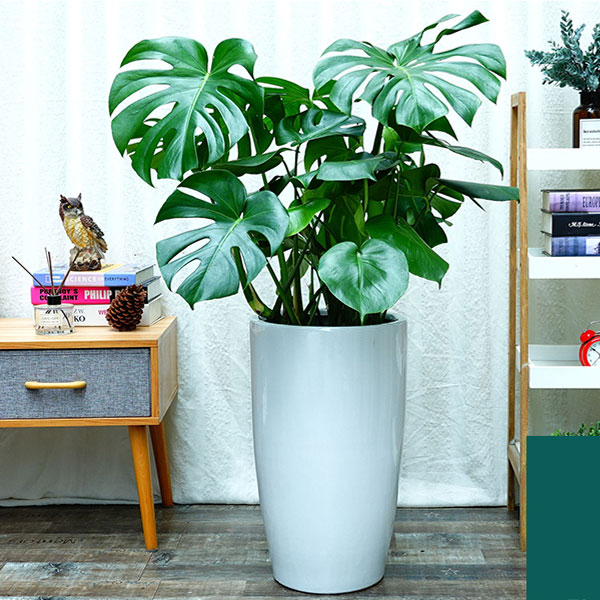 花卉租賃-紅楓盆景怎么養(yǎng)？6個小細節(jié)養(yǎng)出美麗紅楓！