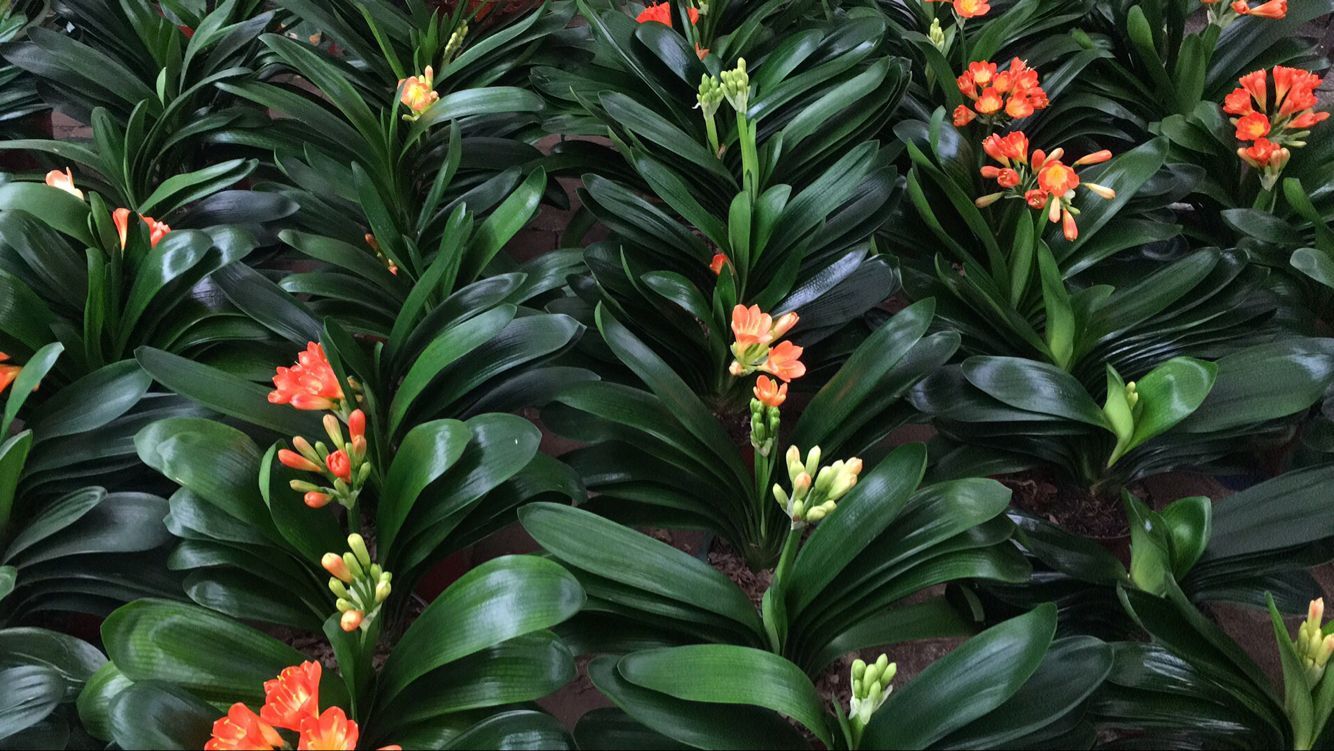 北京寫(xiě)字樓綠植租擺公司