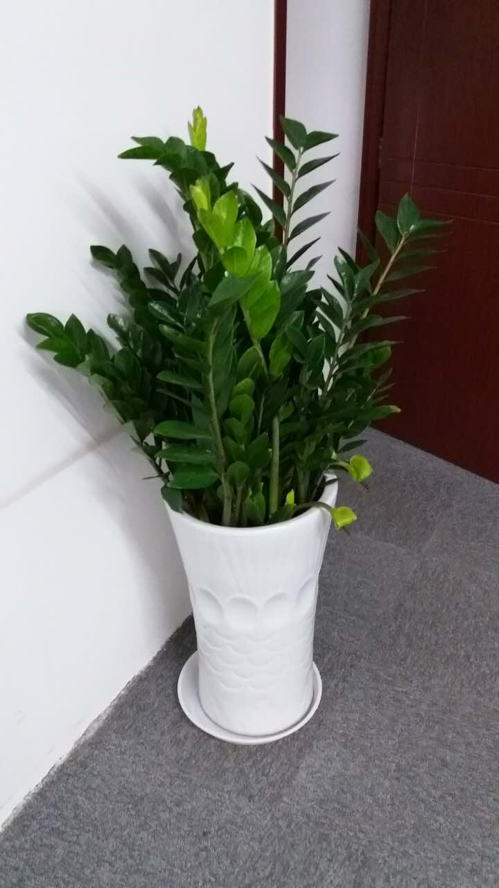 綠植養(yǎng)護-金錢樹澆水的正確方法，多久澆一次水