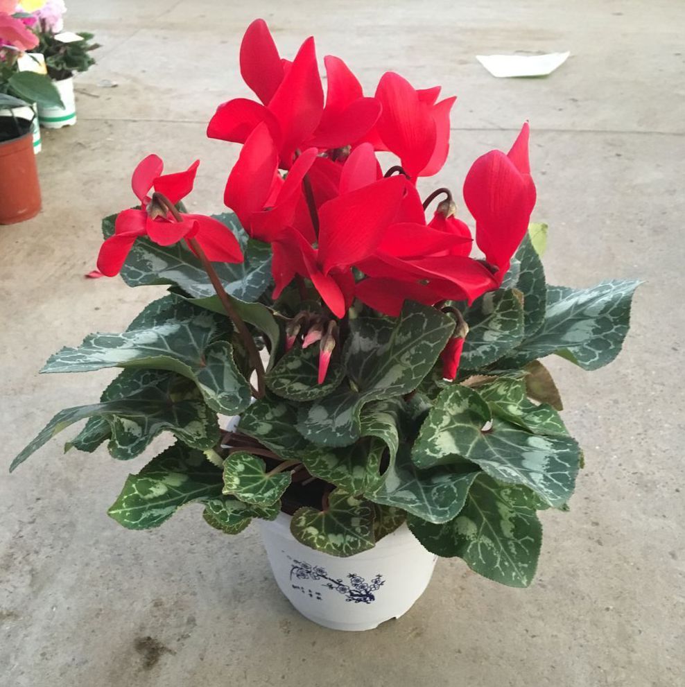 開(kāi)花植物鮮花植物