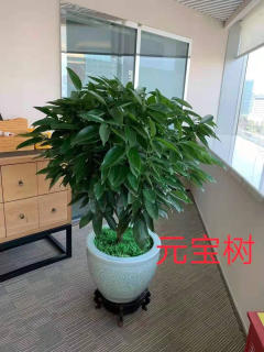 冬季養(yǎng)花，學(xué)會這6點(diǎn)，什么花都能養(yǎng)好!