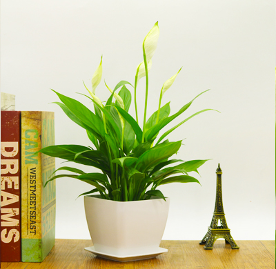 北京花卉銷(xiāo)售公司