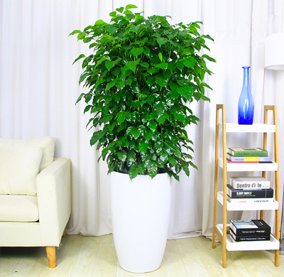 辦公室綠植租擺的好處，省心省力 