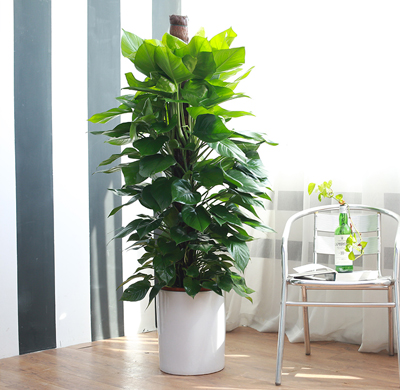 辦公室綠植租擺的好處，省心省力 