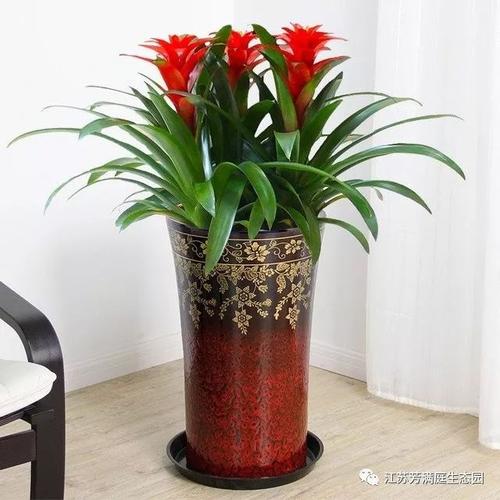 寫(xiě)字樓綠植租賃公司辦公樓植物租擺綠植銷售