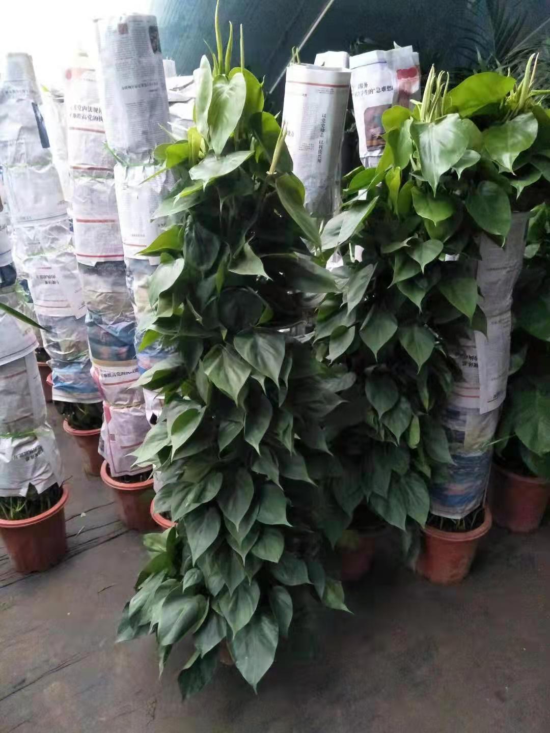 北京綠植養(yǎng)護主要做什么？