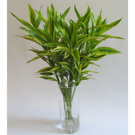 北京世紀(jì)匯通園藝有限公司-怎樣防止水培植物爛根？