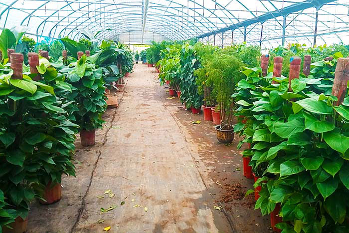 如何判斷花卉缺少陽光？北京花卉租賃公司告訴你