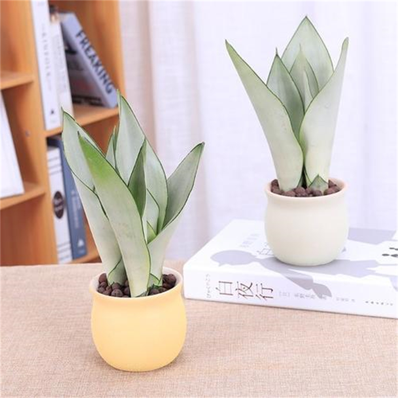 花卉租擺這8種花一點都不矯情，越窮養(yǎng)越壯實！