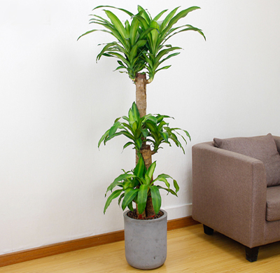 北京大興區(qū)綠植花卉租擺公司：北京綠植花卉前景怎么樣？