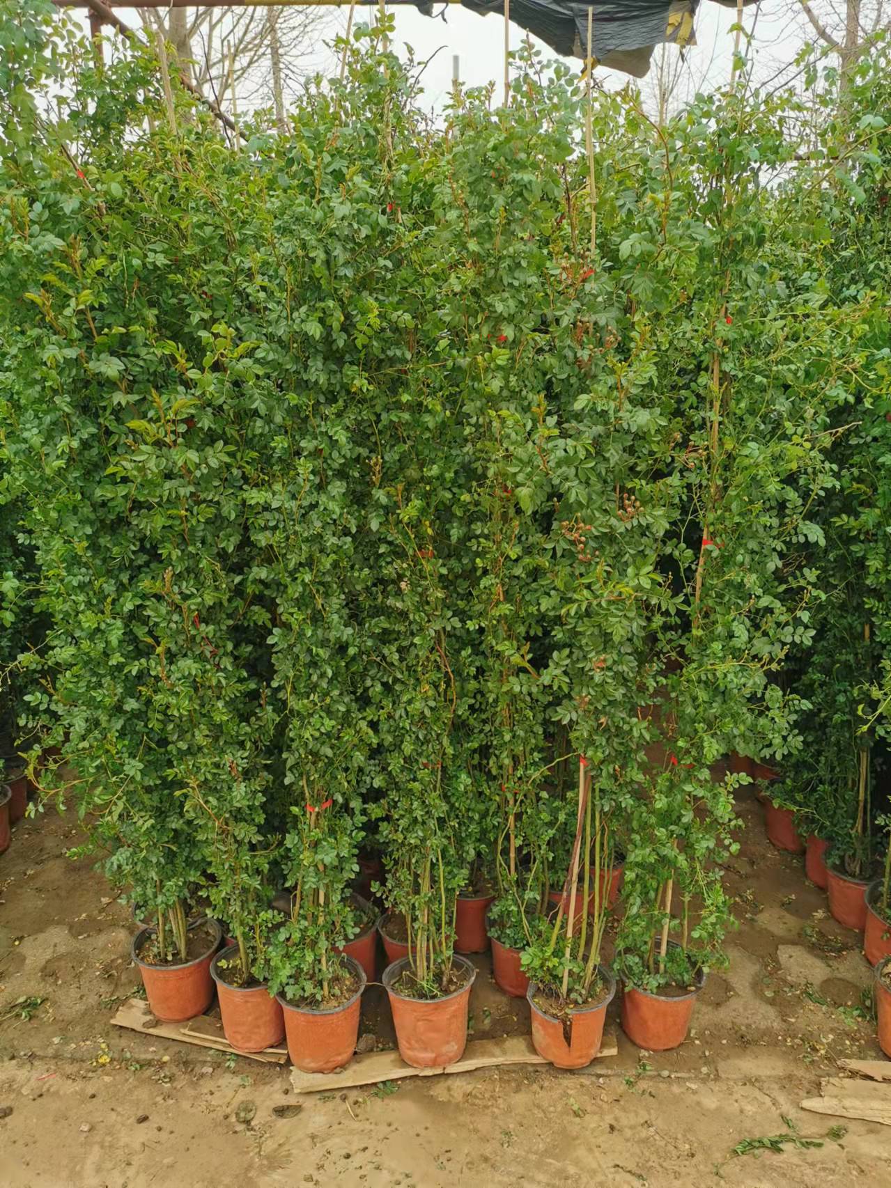 這5種花適合做鮮花“窗簾”，效果一目了然