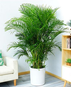 北京綠植花卉養(yǎng)護公司：好看好養(yǎng)的植物有哪些？