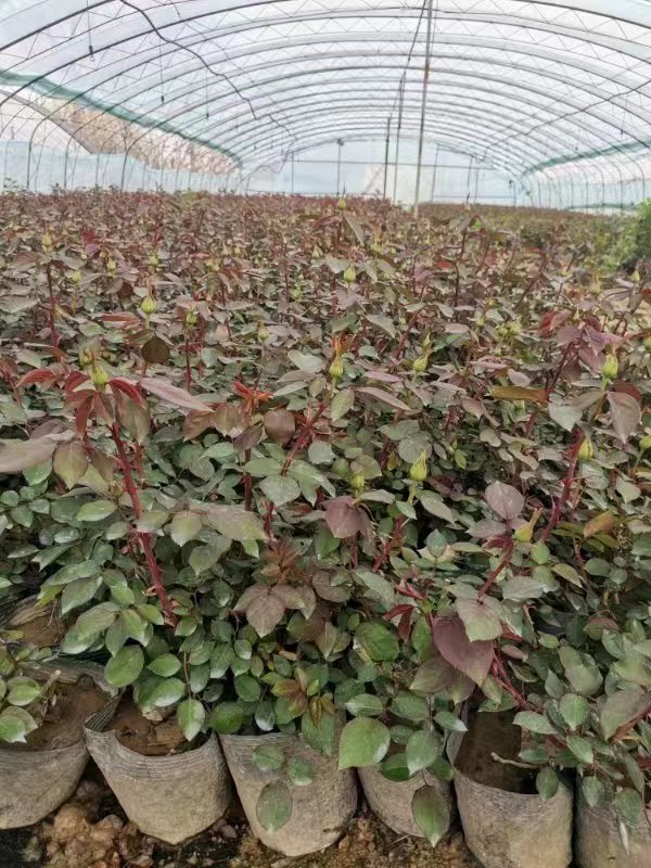 盆栽月季都很難養(yǎng)活，主要是和這4點有關(guān)，解決好輕松養(yǎng)殖