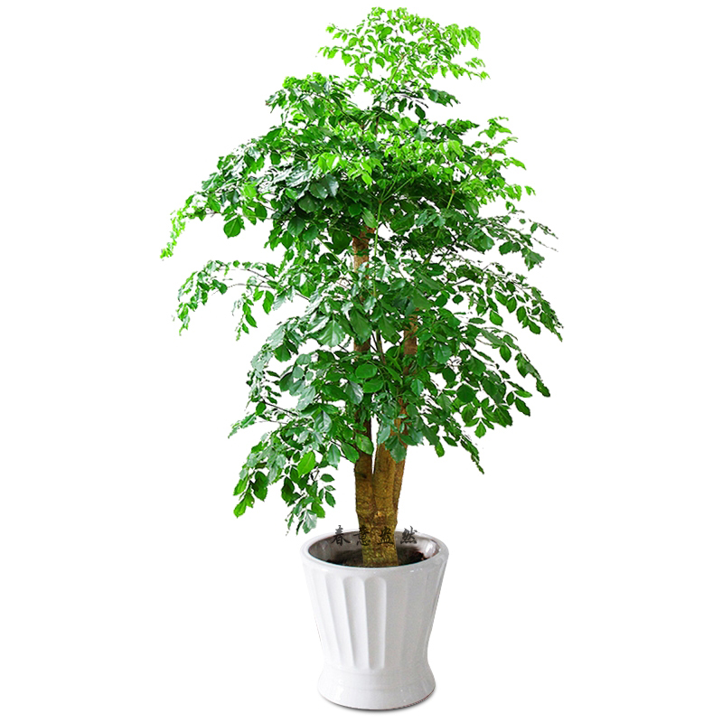 北京綠植租賃公司幸福樹是應(yīng)該怎么養(yǎng)護？