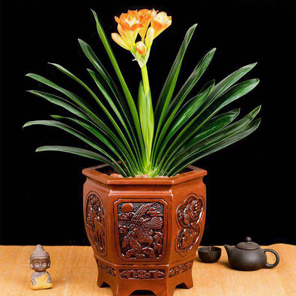 北京花卉租賃養(yǎng)護出售：君子蘭的養(yǎng)護方法有哪些？