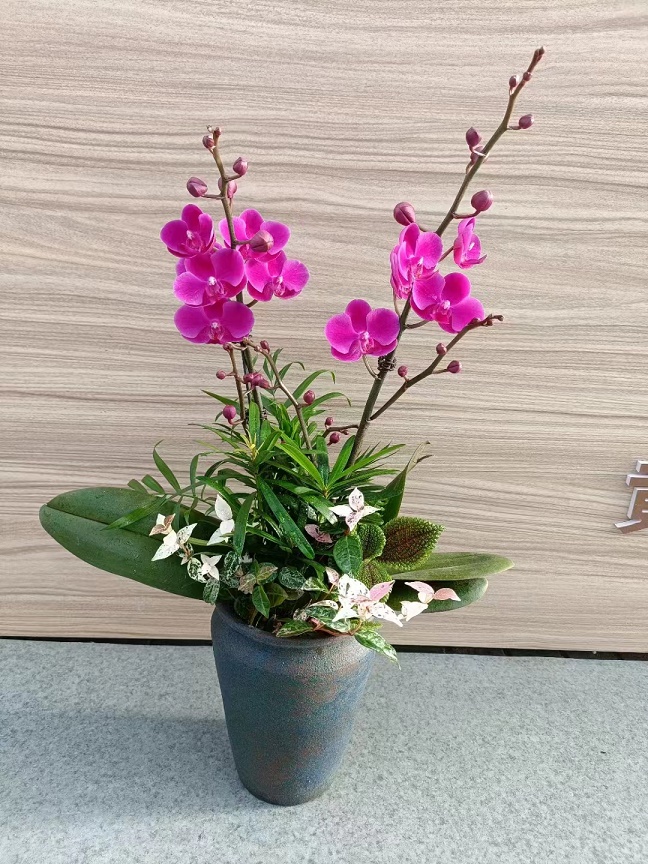 北京租花北京綠植養(yǎng)護公司北京綠植租賃托管服務