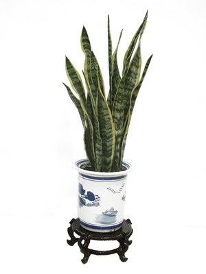 北京辦公室綠植比較好養(yǎng)護(hù)的有哪些？