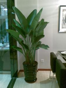 天堂鳥養(yǎng)多久才能見到它開花？不開花是什么原因？