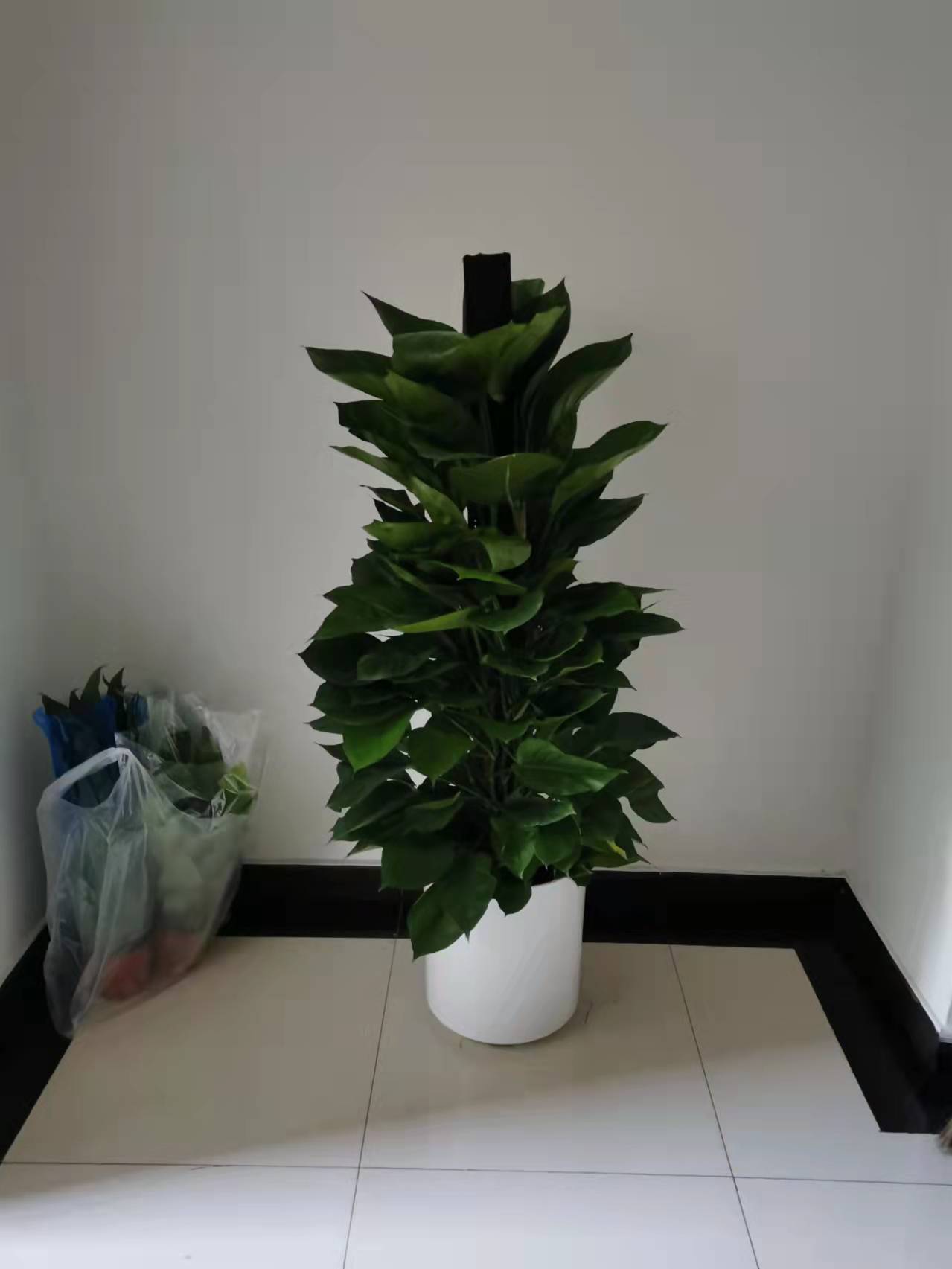 北京綠植養(yǎng)護(hù)-金鉆花有毒嗎？它有什么作用與功效？