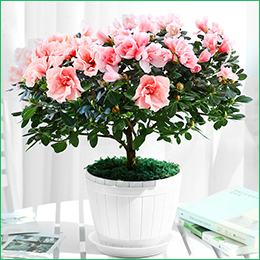 北京花卉公司繡球花夏天怎么養(yǎng)，需要注意什么呢？