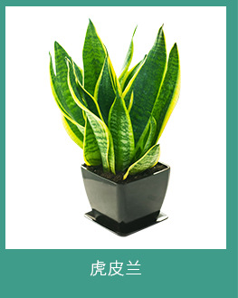 北京綠植租擺公司-虎皮蘭的養(yǎng)護(hù)知識