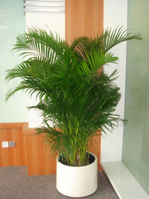 北京花卉租賃公司-鳳尾竹盆栽葉枯怎么辦？