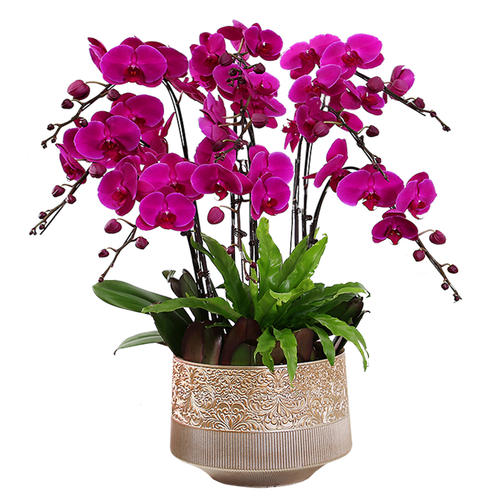 種植花卉盆栽無盡夏的養(yǎng)護(hù)經(jīng)驗