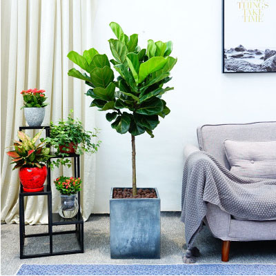 北京花卉租擺公司，北京花卉租賃公司，北京辦公室租花公司